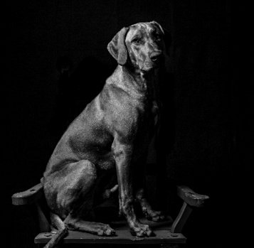 Boetie the Rhodesian Ridgeback
