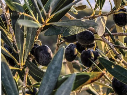 Ripening olives on the trees at Monte Flecha